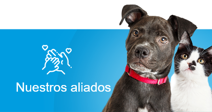 Club de mascotas Momo, Servicios veterinarios, Club de mascotas bucaramanga