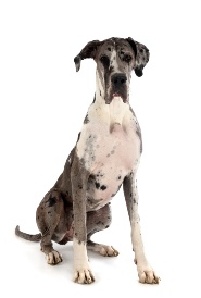 12063Ajustada Cielo mascotas